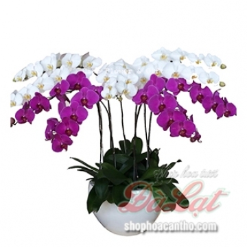 Phát tài phát lộc