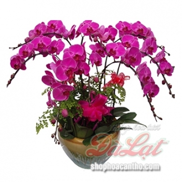 Đồng tâm yêu thương