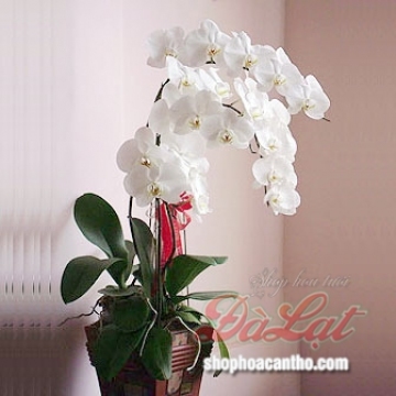 Hồ điệp trắng