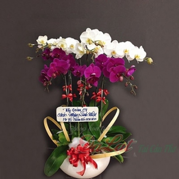 Hồ điệp trắng tím