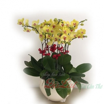 Hồ điệp vàng