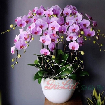 Hồ điệp tím 04