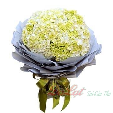 Cẩm tú cầu