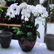 Chậu hồ điệp trắng