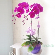 Lan hồ điệp tím