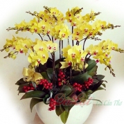 Chậu hồ điệp vàng
