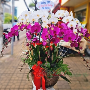 Chậu lan tím và trắng lớn