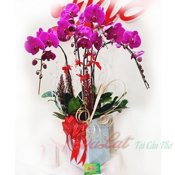 Giỏ lan tím