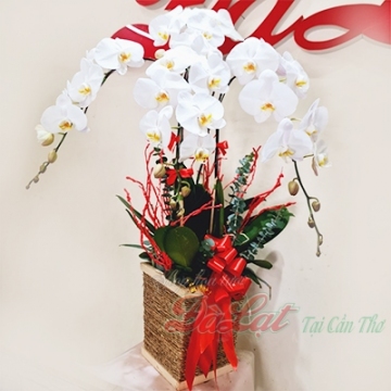 Giỏ lan trắng