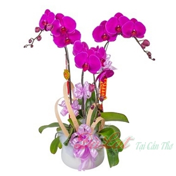 Chậu hồ điệp tím lớn