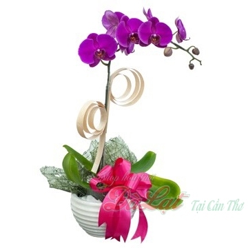 Chậu hồ điệp tím