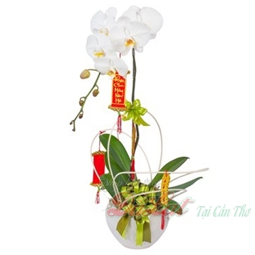 Chậu hồ điệp trắng