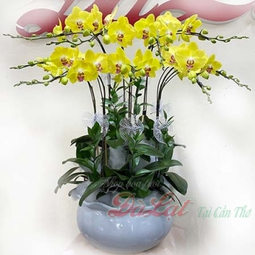 Hồ điệp Tết 01