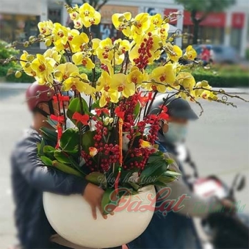 Hồ điệp Tết 02
