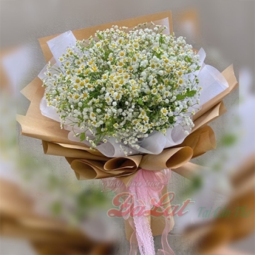 Cúc họa mi