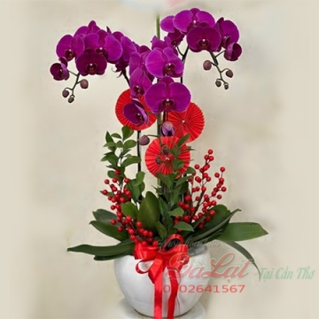 Hồ điệp tím 01