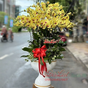 Hồ điệp vàng chậu lớn