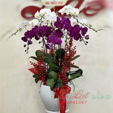 Hồ điệp tím trắng 03