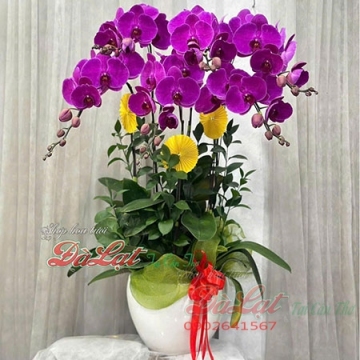 Hồ điệp VIP00