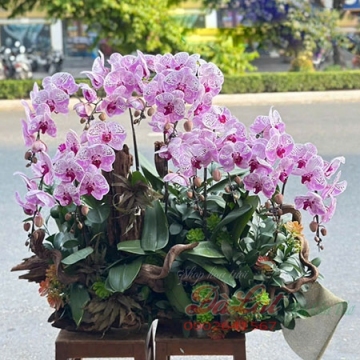Hồ điệp VIP tím