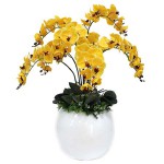 Lan Hồ Điệp Cần Thơ