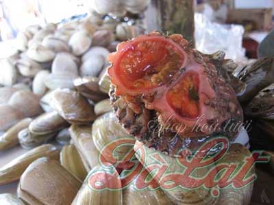 những sinh vật kỳ lạ