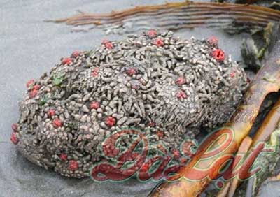 những loài sinh vật lạ