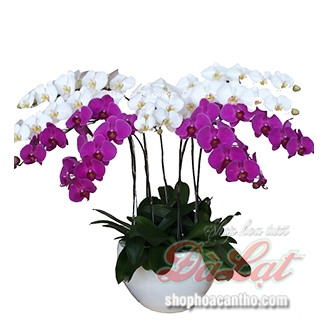 Phát tài phát lộc