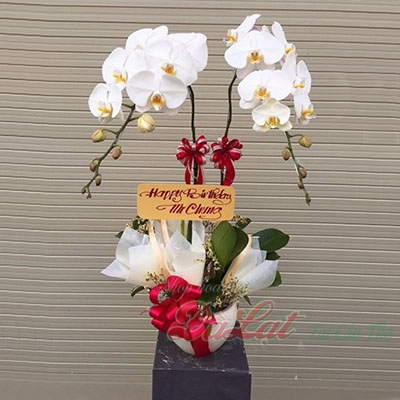 Hồ điệp trắng