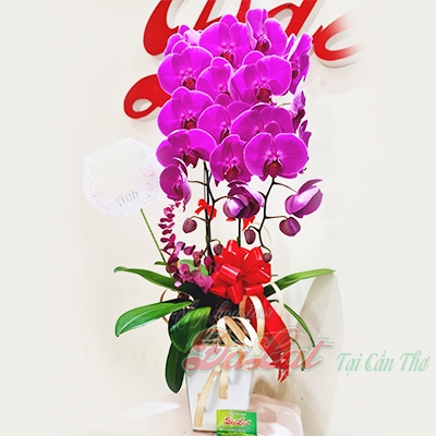 Chậu lan tím vừa