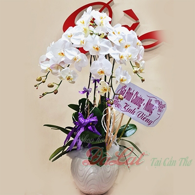 Giỏ lan trắng nơ tím