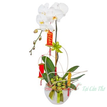 Chậu hồ điệp trắng