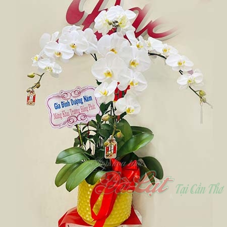 Hồ điệp Tết 09