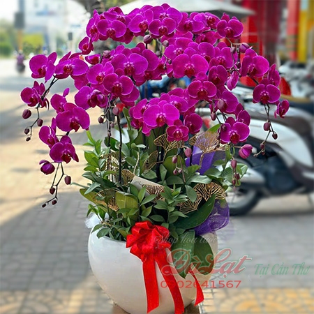 Hồ Điệp Tím chậu trung