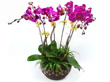 lan hồ điệp cần thơ