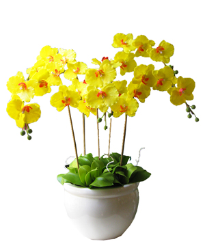 lan hồ điệp cần thơ